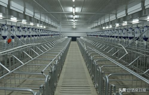 打出組合拳，酒泉市多措并舉促生豬穩產保供，助力畜牧漁業飼料銷售穩健發展